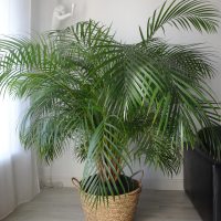 Vends grand palmier aréquier en pot