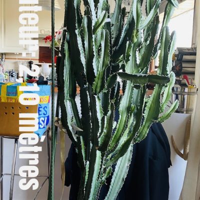 Cactus a vendre avec ou sans pot