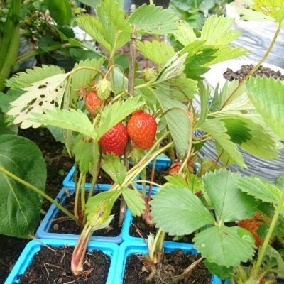 Vente de fraisiers Bio