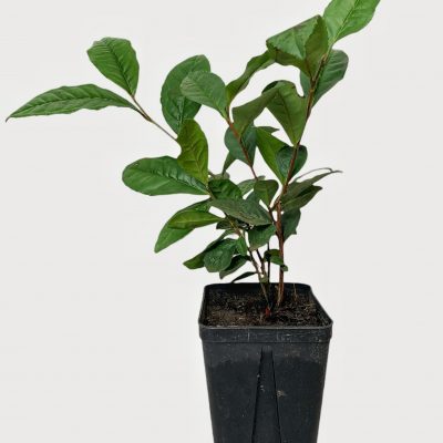 Plant Théier - Camelia Sinensis