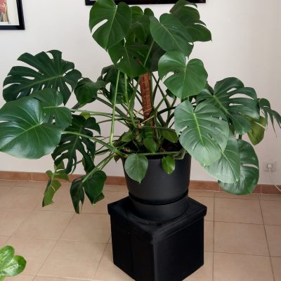 Plante Géante - 10 ans - Monstera + pot