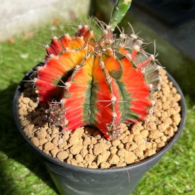 Gymnocalycium - cactus rare