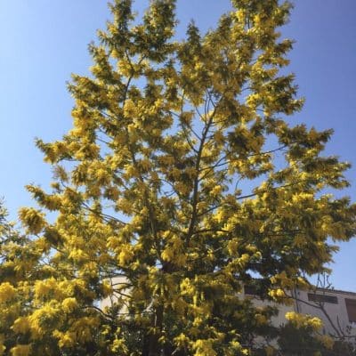 acacia / mimosa à fleur jaune