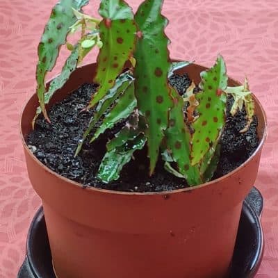 Begonia rare : begonia amphioxus