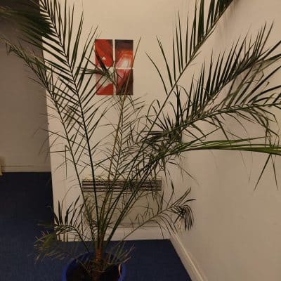 Magnifique palmier adulte