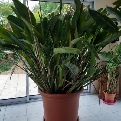 Strelitzia - Très grande plante