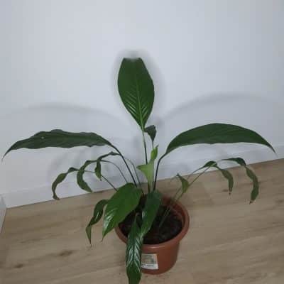 Plante d'intérieur Spathiphyllum